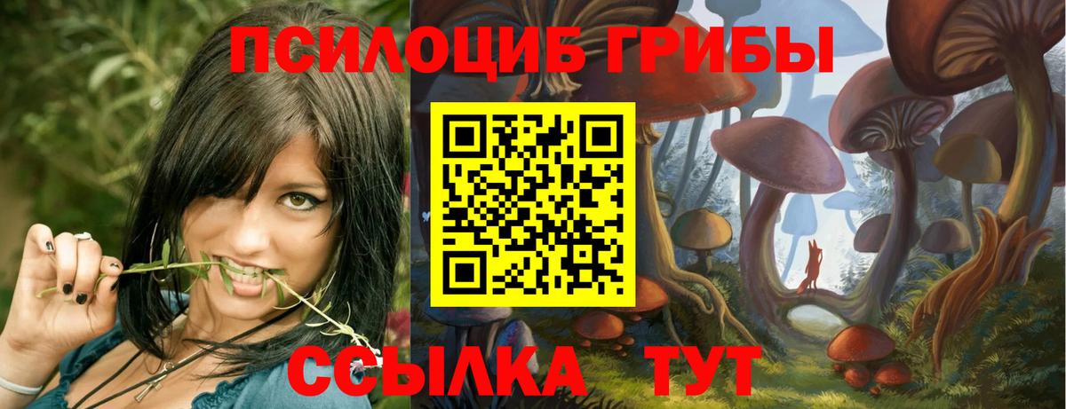 Галлюциногенные грибы Psilocybe  Вход с VPN  Строитель 